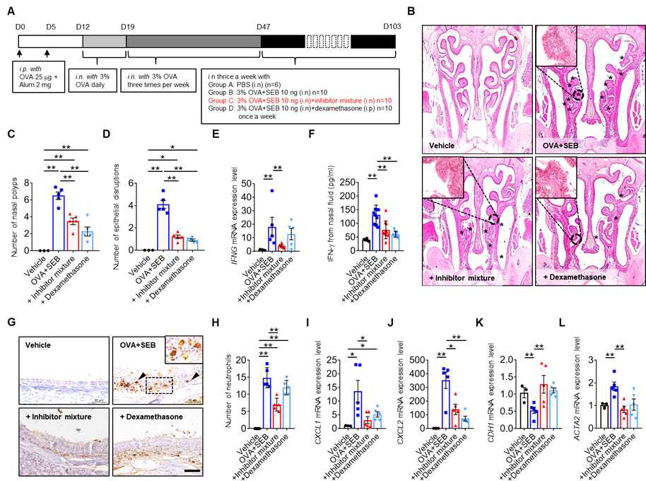 Effect of ERK and p38 inhibitors on polyp formation in mice