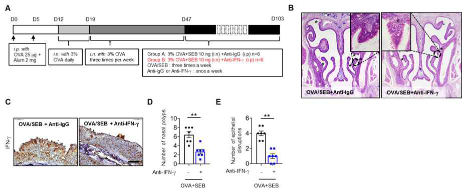 The effect of IFN-g neutralization on nasal polyp formation in mice