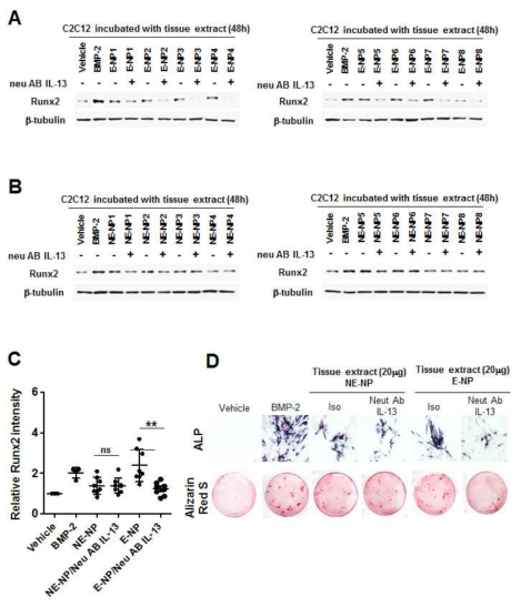 The effect of IL-13 neutralization on Runx2 expression in C2C12 cells