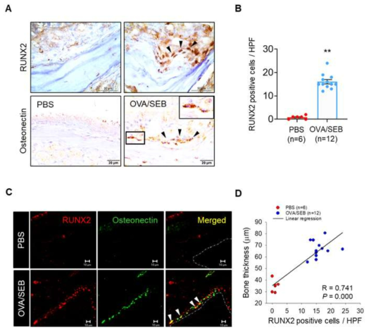 OVA and SEB induced the expression of RUNX2 and osteonectin