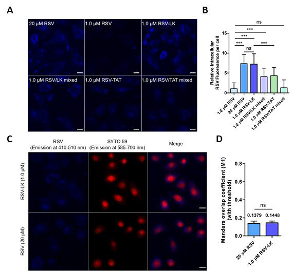 Cellular uptake and intracellular distribution of RSV-CPP conjugates