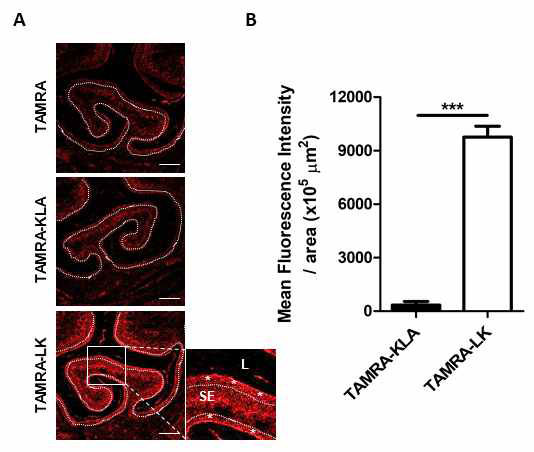 In vivo penetration of CPPs into mouse sinonasal epithelium