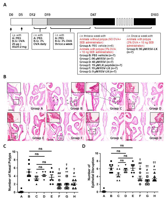 In vivo inhibitory effects of RSV-LK on polyposis and endothelial disruption