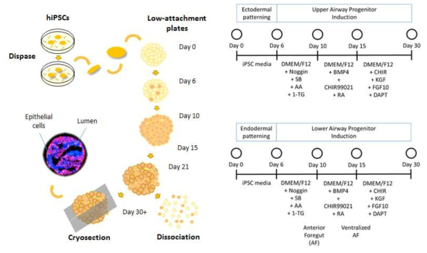 인체만능유도줄기세포(hiPSC)로부터 약 30일에 걸쳐 기도상피 오가노이드로 분화하는 과정 및 프로토콜. 분화 시작 후 약 20일 경 spheroid 형태로부터 기도 오가노이드로 분화하는 모습으로 다양한 hiPSCs에서 공동적으로 오가노이드 형태로 분화 가능함