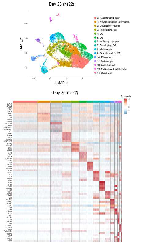 hs22 오가노이드를 구성하는 20,474개의 단일 세포를 이용한 UMAP 클러스터링과 각 클러스터의 상위 5개의 유전자의 heatmap