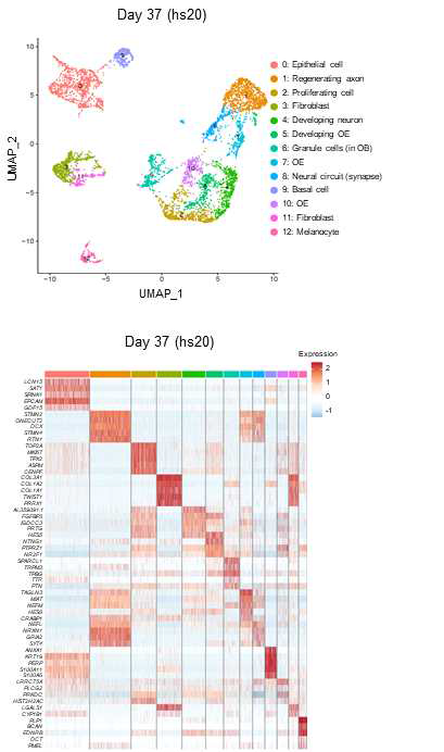 hs20 오가노이드를 구성하는 5,731개의 단일 세포를 이용한 UMAP 클러스터링과 각 클러스터의 상위 5개의 유전자의 heatmap