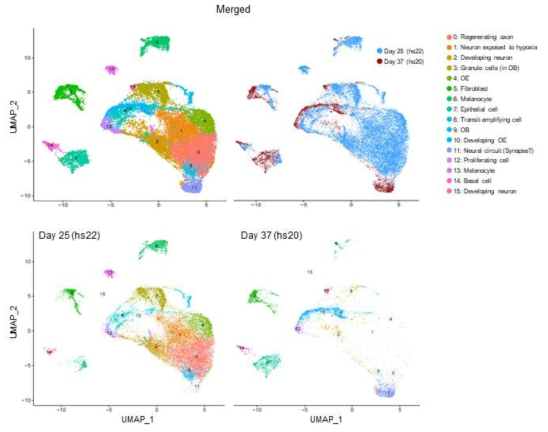 hs20과 hs22 오가노이드에서 확인된 단일 세포 시퀀싱 결과를 합쳐 UMAP 클러스터링