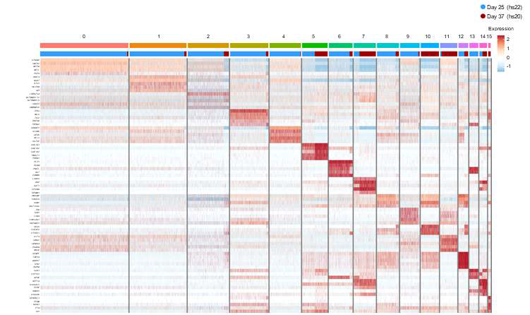 hs20과 hs22 오가노이드에서 확인된 총 16개의 각각의 클러스터의 상위 5개의 유전자 heatmap