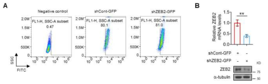 Transduction efficiency of shRNA targeting ZEB in LA4 cells