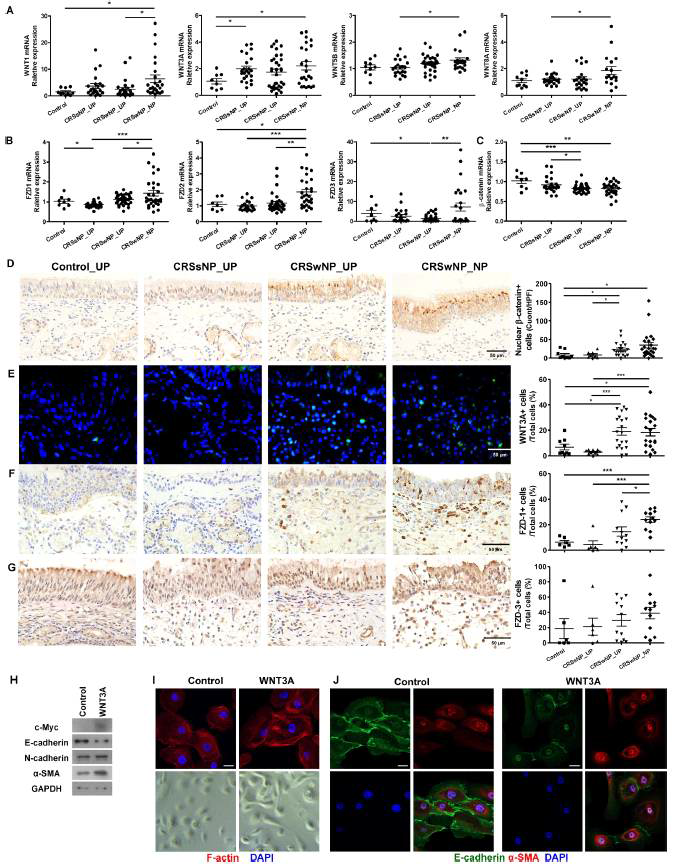 Wnt signal-related molecules are upregulated in human sinonasal tissues from patients with CRS and WNT3A-induced EMT in human nasal epithelial cells (hNECs)