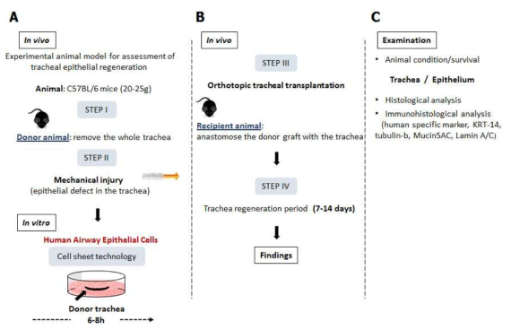 체외에서 3차원으로 배양/분화시킨 기도상피를 최종 분화 여부를 확인한 뒤, 동종 간 기관(trachea)이식을 활용하여 마우스의 기관 내 손상 부위로 이식하는 동물 모델 연구 개요도