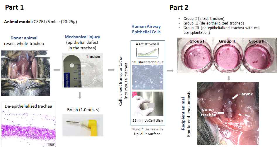 현재 진행 중인 OTT (Orthotopic Tracheal Transplat) 모델에 기반한 상피 세포 이식 평가 시스템. 상피 세포 및 조직 수준이 이식을 위해, 마우스의 기관을 절개 후 떼어내어 (donor) brushing을 통해 기관 내강의 상피세포를 제거 한 뒤 (Part 1, 좌) cell sheet를 이용하여 human origin의 기도 상피세포를 donor trachea segment 내측에 결합시켜 (Part 1, 우) 새로운 마우스에 이식함 (Part 2). Group I은 대조군으로 내강 상피세포 제거 없이 기관을 절개 후 이식, Group II는 기관의 내강 상피세포를 제거 후 이식, 그리고 Group III은 기관의 내강 상피세포를 제거 후, 인체 유래 3차원 배양 세포를 내강에 유지시킨 후 이식을 시행함