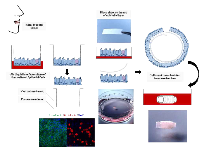 인체 유래 기도 상피세포의 체외 3차원 배양 후 cell sheet형태로 이식 편을 준비함. 이후 내부의 기도상피세포를 제거한 마우스 기관(trachea) 내측에 이식함