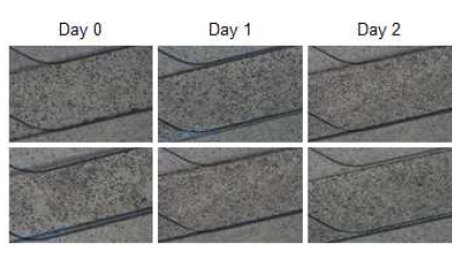 세포 seeding 후 이틀 동안 추적 관찰, phase contrast image