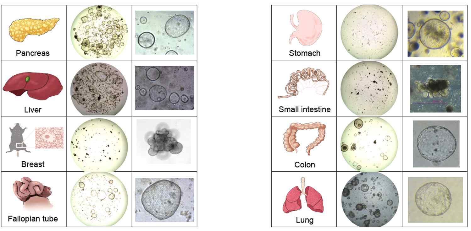 본 연구실에서 연구기간동안 확보한 오가노이드 culture 기술