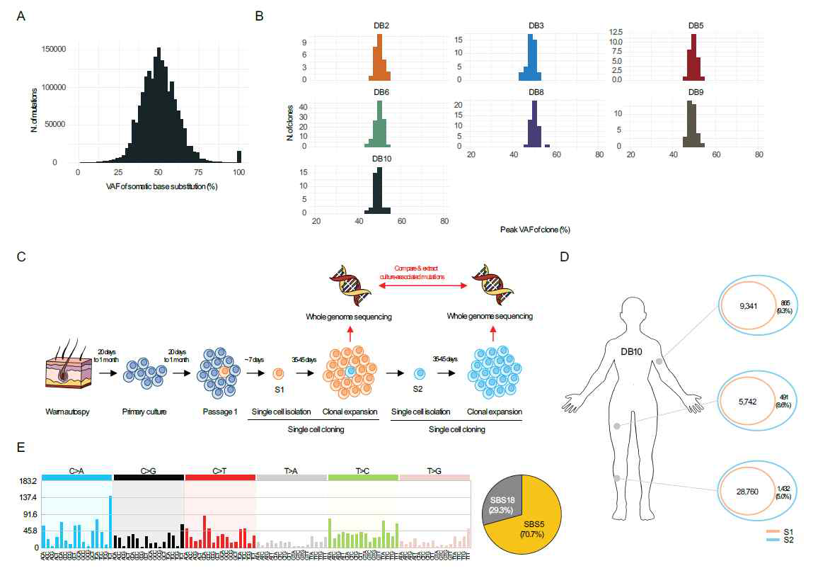 WGS을 이용해 clonal line안의 모든 세포에 존재하는 돌연변이를 검출하는 bioinformatics pipeline을 구축하였음