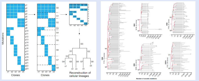 Clone에 존재하는 돌연변이를 이용한 early developmental phylogenetic tree를 구축하는 algorithm (좌), 실제 데이터에 적용하여 구축한 phylogenetic tree