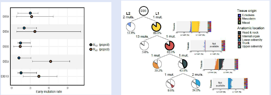 사후신속부검에서 확인한 early mutation rate 및 발생 초기세포의 추적