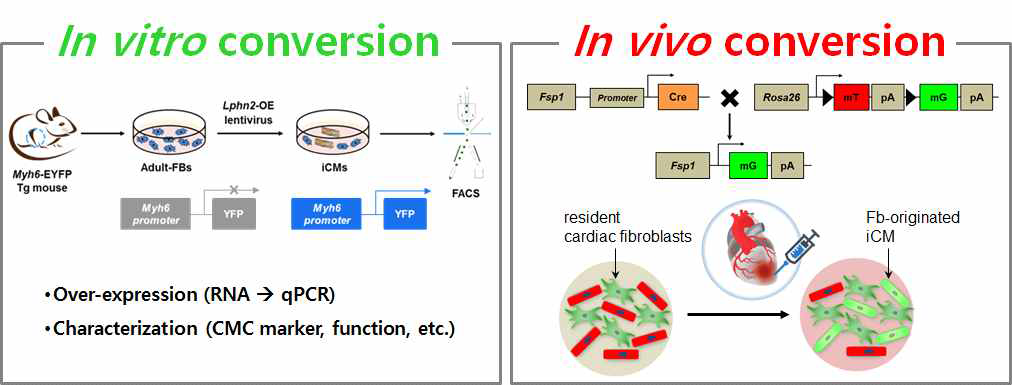 LPHN2를 이용한 체외(In vitro)와 체내(In vivo) 직접교차분화를 위한 실험 모식도