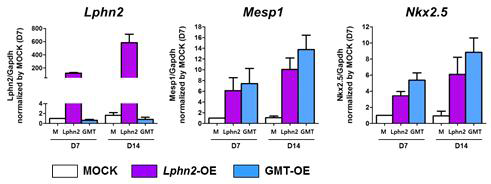 LPHN2를 이용한 체외(In vitro) 직접교차분화의 효율을 확인한 qPT-PCR 결과
