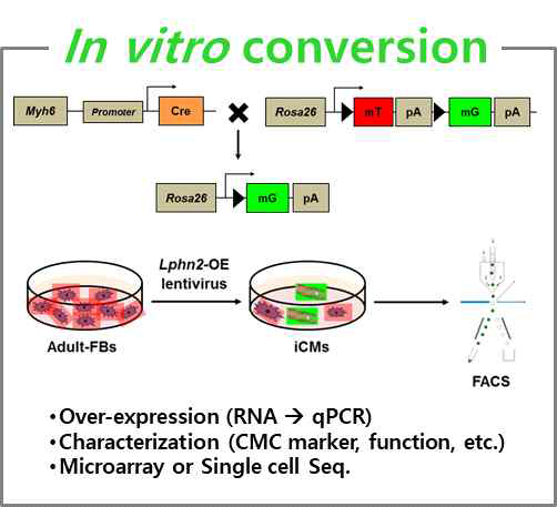 LPHN2 렌티바이러스를 이용한 in vitro 마우스 섬유아세포의 심근세포로의 직접 교차분화 실험 계획 모식도. 마우스 세포는 Myh6-cre X ROSA-mTmG 마우스로서, 모든 세포에서는 tomato 를 발현하지만 심근세포, 즉 Myh6 양성 세포 특이적으로 green fluorescent protein (GFP) 를 발현함