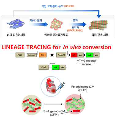 LPHN2 렌티바이러스 이용한 in vivo 직접 교차분화 계획 모식도. 사용할 마우스는 Fsp1-cre X ROSA-mTmG 로, 섬유아세포 특이적으로 (Fsp1 (+) 세포) GFP 발현함