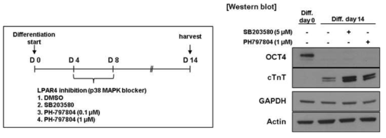 p38 MAPK blocker 를 이용한 심근세포 분화 효율 규명
