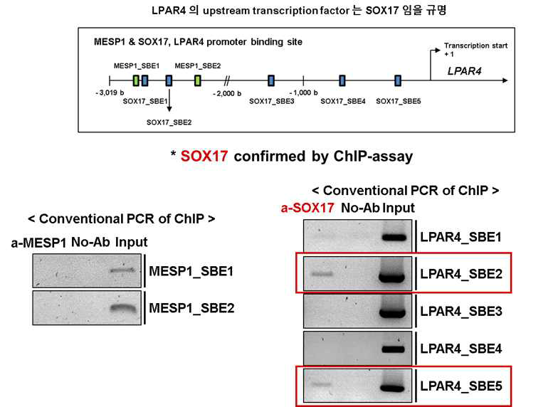 인간유래 역분화줄기세포로부터 심근세포 분화 과정 중, LPAR4 상위 조절 유전자는 SOX17임을 ChIP-assay를 통해 규명