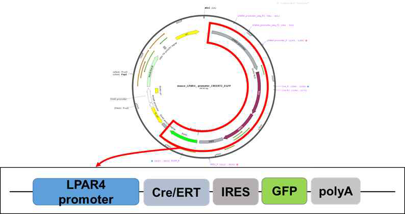 LPAR4 lineage tracing 마우스 모델 제작에 사용한 벡터