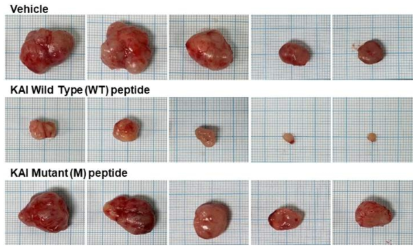 면역결핍 누드 마우스에 인간 유방암 줄기세포인 MDA-MB231 세포를 주입하여 종양을 형성하였고, 이후에 KAI1 peptide 또는 peptide에서 유효 sequence를 변형한 mutant peptide를 처리하였음. KAI1 peptide는 유방암의 증식을 상당히 억제하는 효과를 보였음