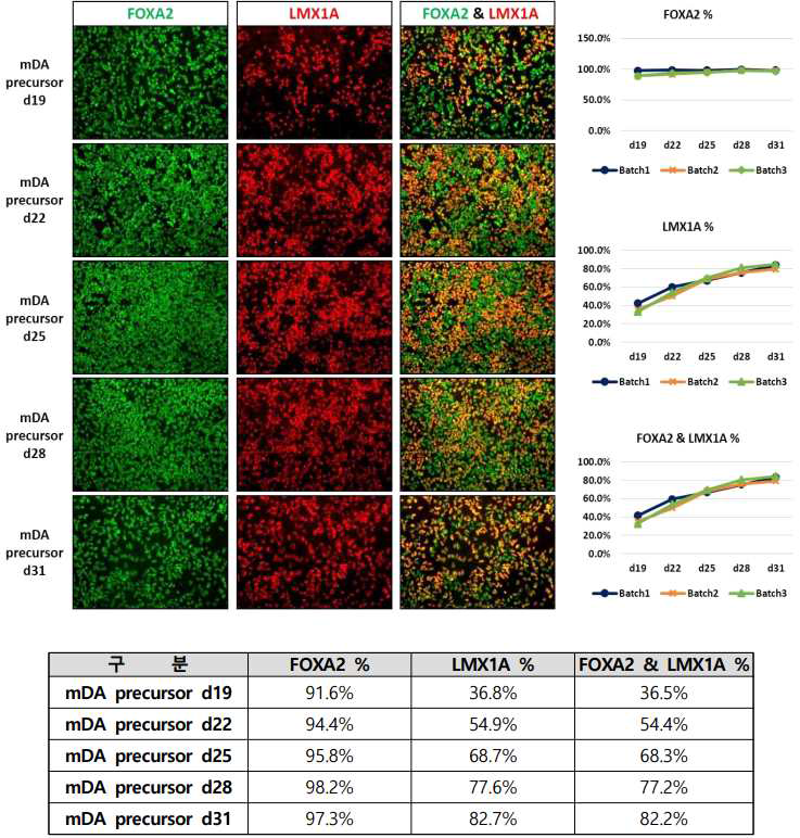 특성분석 표준화를 위해 3번 반복 분화 실험을 수행하였으며, 분화 19일차부터 31일차까지 3일 간격으로 세포를 계대 배양하면서 중뇌 흑질부(A9부위) 도파민 전구세포 특성 마커인 FoxA2와 LMX1a 항체를 사용하여 면역형광염색법 수행함