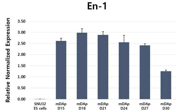 분화 15일차부터 30일차까지 3일 간격으로 세포를 계대 배양하면서 중뇌 흑질부(A9부위) 도파민 전구세포 특성 마커인 En-1 gene primer를 사용하여 Real-time PCR을 수행함