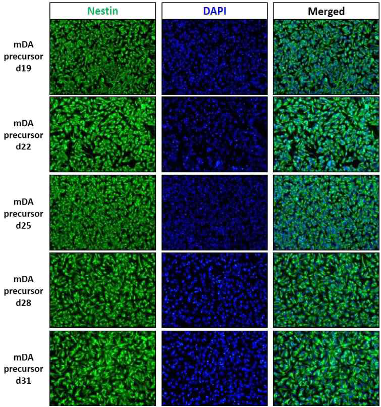 분화 19일차부터 31일차까지 3일 간격으로 세포를 계대 배양하면서 신경 전구세포 특성 마커인 Nestin 항체를 사용하여 면역형광염색법을 수행함