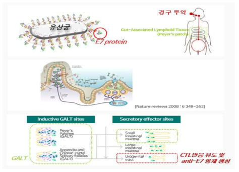 항원 특이적 점막면역 유도 기작 보유 경구용 치료제 개발