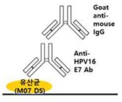 BLS-M07 whole bacterial cell ELISA