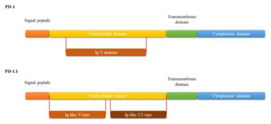 PD-1과 PD-L1의 구조