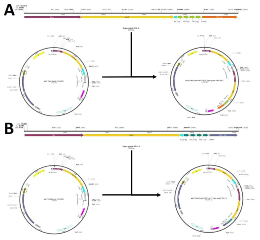 HPV 16형 E7과 PD-1(A)/PD-L1(B) 동시 발현 벡터 구축 모식도