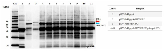 HPV 16형 E7과 PD-1 동시 발현 확인을 위한 웨스턴 블랏 분석