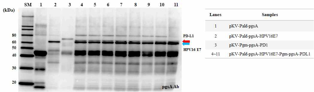 HPV 16형 E7과 PD-L1 동시 발현 확인을 위한 웨스턴 블랏 분석