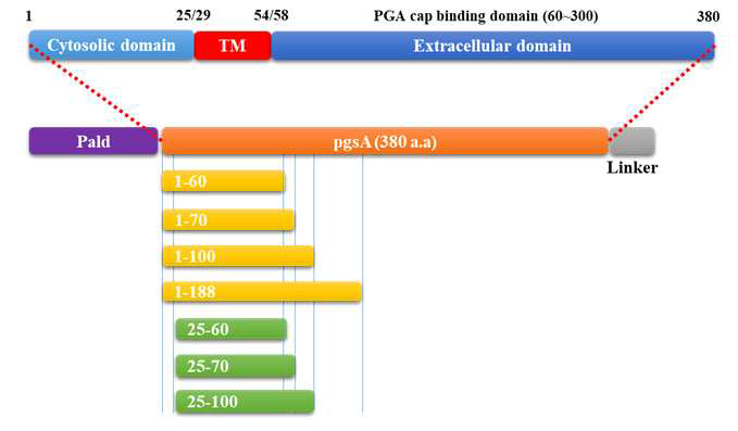 TM domain을 중심으로 한 pgsA motif의 개량