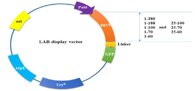 개량 pgsA motif를 이용한 GFP 발현 벡터의 모식도