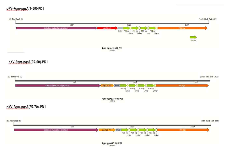 Pgm-pgsA(1-60), (25-60), (25-70) 발현 모듈 구축