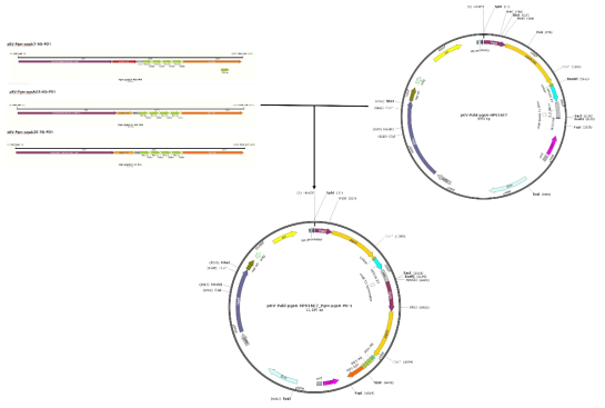 개량 pgsA motif를 포함하는 PD-1, HPV 16 E7 동시 발현 벡터의 구축 모식도