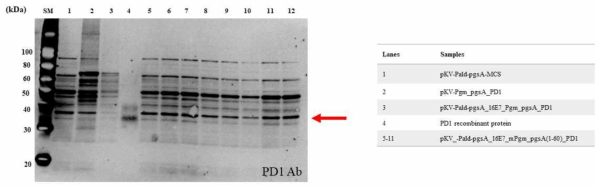 개량 pgsA(1-60) PD-1 발현 확인을 위한 웨스턴 블랏 분석