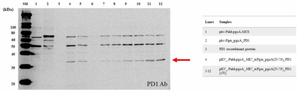 개량 pgsA(25-70) PD-1 발현 확인을 위한 웨스턴 블랏 분석