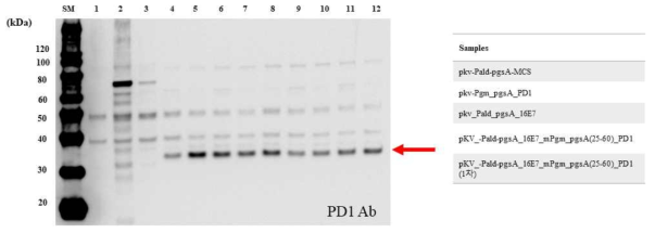 개량 pgsA(25-60) PD-1 발현 확인을 위한 웨스턴 블랏 분석