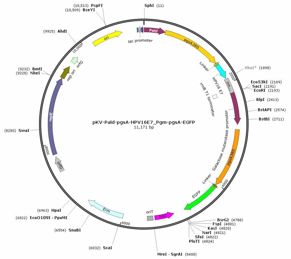 HPV16형 E7 단백질과 GFP를 동시에 발현하는 벡터