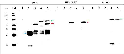 재조합 Lactobacillus casei에서 HPV16형 E7과 GFP 발현 확인