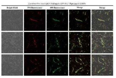 Confocal 형광 현미경을 이용한 유산균 표면 발현 확인