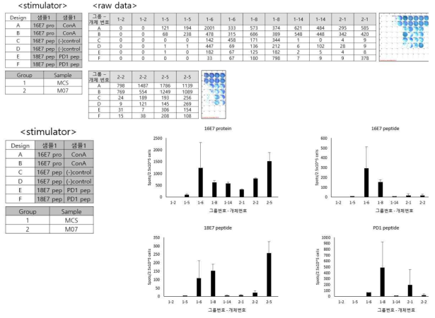 HPV16형 E7 항원 특이적 CTL 분석 결과